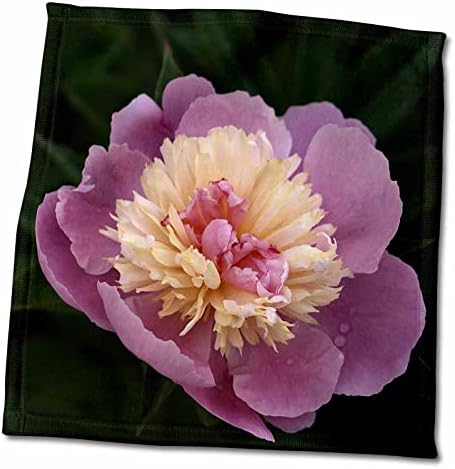 3dRose Houk Fotózás – Virágok - Sárga, Rózsaszín virág – Makró - Törölköző (twl-202403-1)