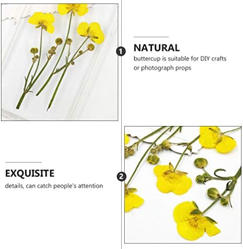 Garneck 16pcs Szárított Virág Sárga Boglárka DIY Kézműves Materia Kézműves Nyomja meg a Virágok a Levelek a Növény Igazi Préselt