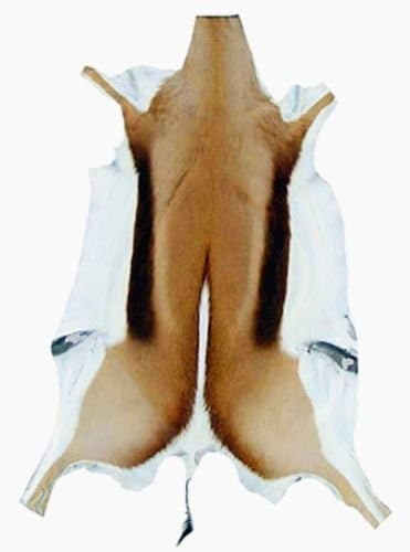 Természetes Nagy Afrikai GAZELLA, antilop Bőr elrejti XXXL (kb 40X24)