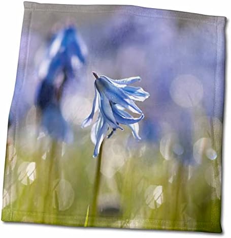3dRose Gyönyörű Kék Scilla nedves Reggel Rétet, Szikra - Törölköző (twl-253466-3)