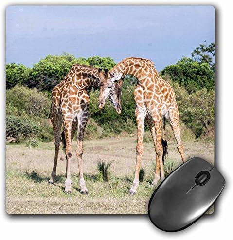 3drose Maszájok Zsiráf, Két Bika Csókolózás, Maszájok Mara Game Reserve, Kenya - Egér Pad