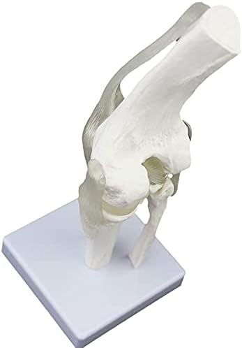 NIANXINN Emberi Szerv Modell Tartós Csontváz Anatómiai Modell térdízület Modell Vizsgálat Anatómiai Referencia PVC Vizuális