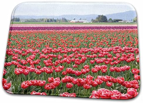 3dRose WA, Skagit Völgy, Tulipán Farm Teljes Virágzás - US48... - Fürdőszoba Kád Szőnyeg Szőnyeg (szőnyeg-96283-1)