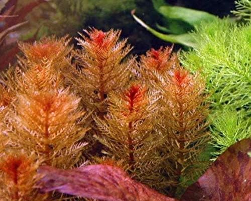 Mainam Piros Myriophyllum Édesvízi Piros Szár Csomag Egzotikus Élő Akvárium Növény Dekoráció