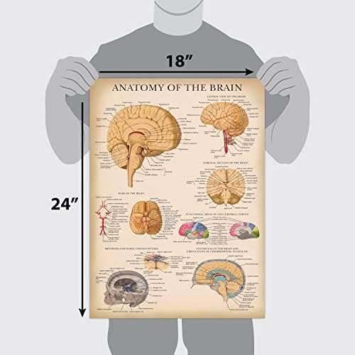 Palota Tanulási 2 Pack - Vintage Idegrendszer & Agy Anatómiai Plakátok - Készlet 2 Anatómiai Diagramok - Laminált 18 x 24