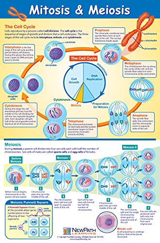 NewPath Tanulás Sejt Szerkezete & Folyamatok Plakátok, Set/4 (Sejtek, Ozmózis/Diffúzió, Mitózis/Meiózis, az Őssejtek) - Laminált,
