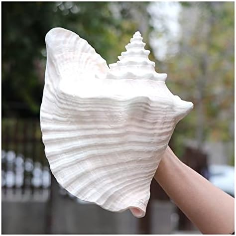 OMUCI Természetes Shell Nagy Kagyló Carmine akvárium Táj, Akvárium Dekoráció, Kellékek Főoldal Kijelző Kézműves Tengeri Tengeri Csiga Dekoráció